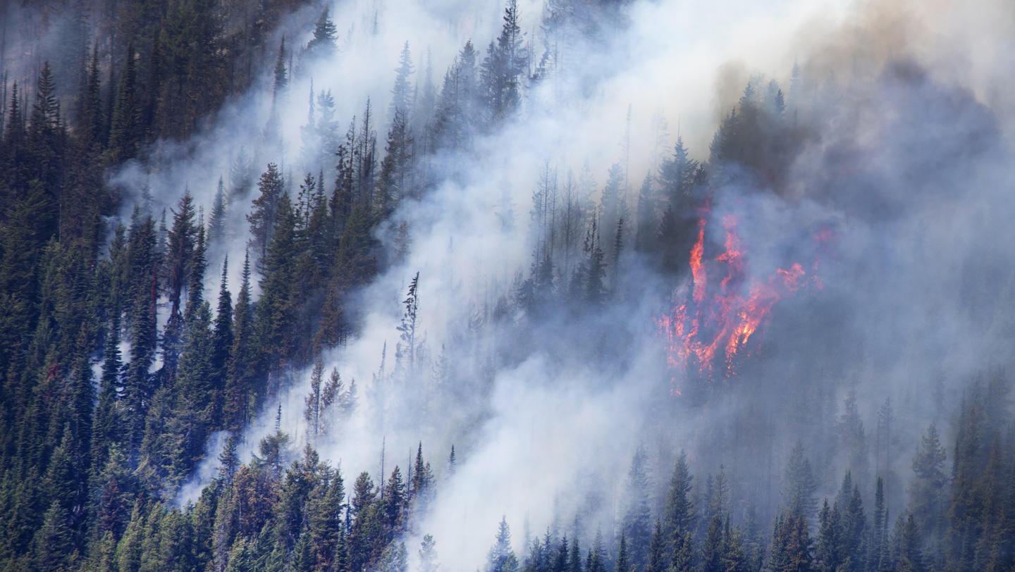 Close up of forest fire